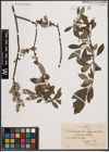 Foto von Salix cinerea L. x Salix nigricans Sm.